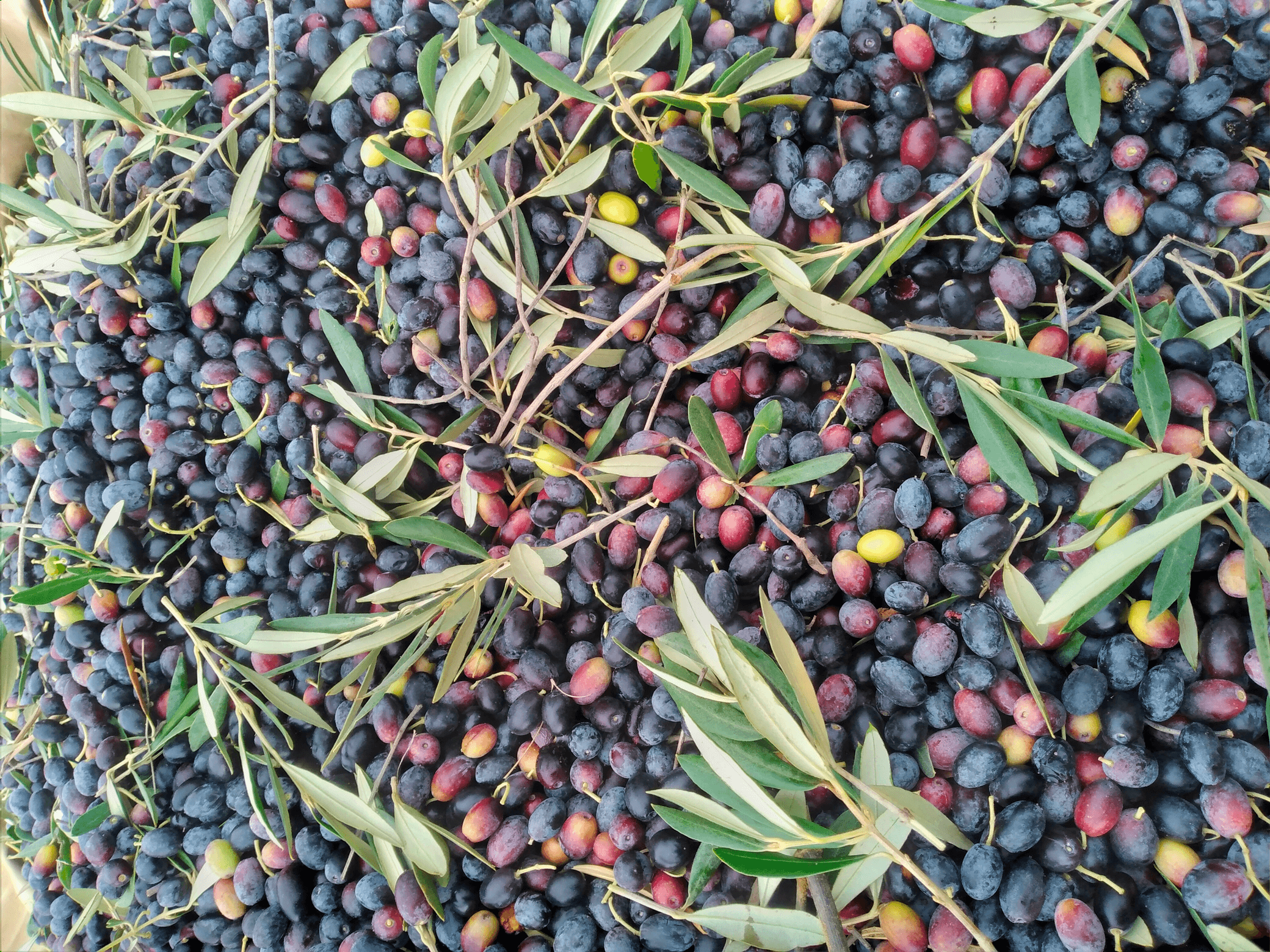 Oliviers de Zaramdine en Tunisie – Huile d’olive Fella premium