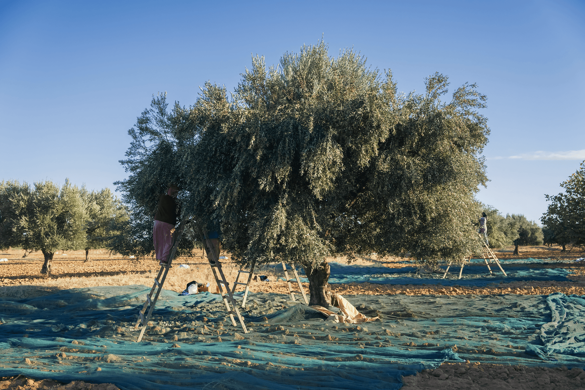 Oliviers de Zaramdine en Tunisie – Huile d’olive Fella premium