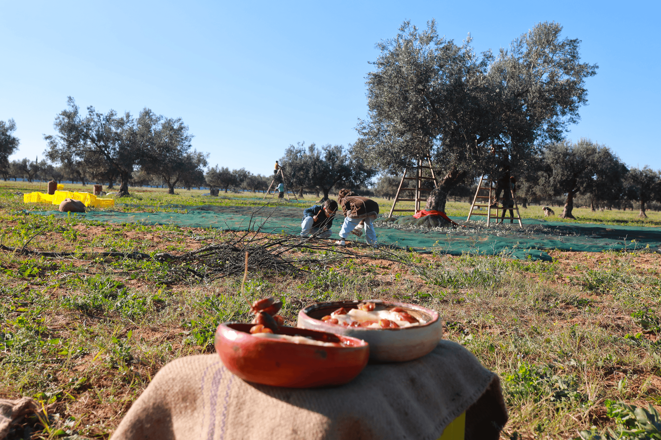Oliviers de Zaramdine en Tunisie – Huile d’olive Fella premium