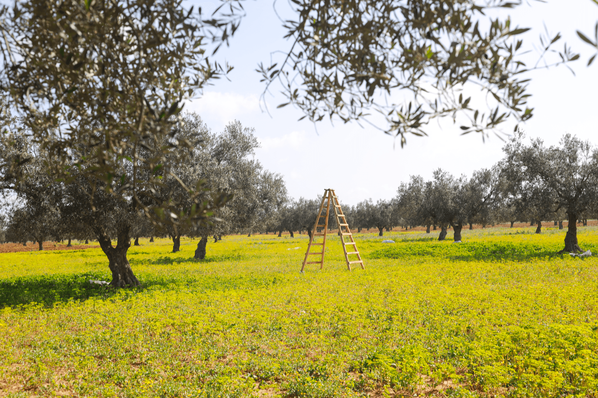 Oliviers de Zaramdine en Tunisie – Huile d’olive Fella premium