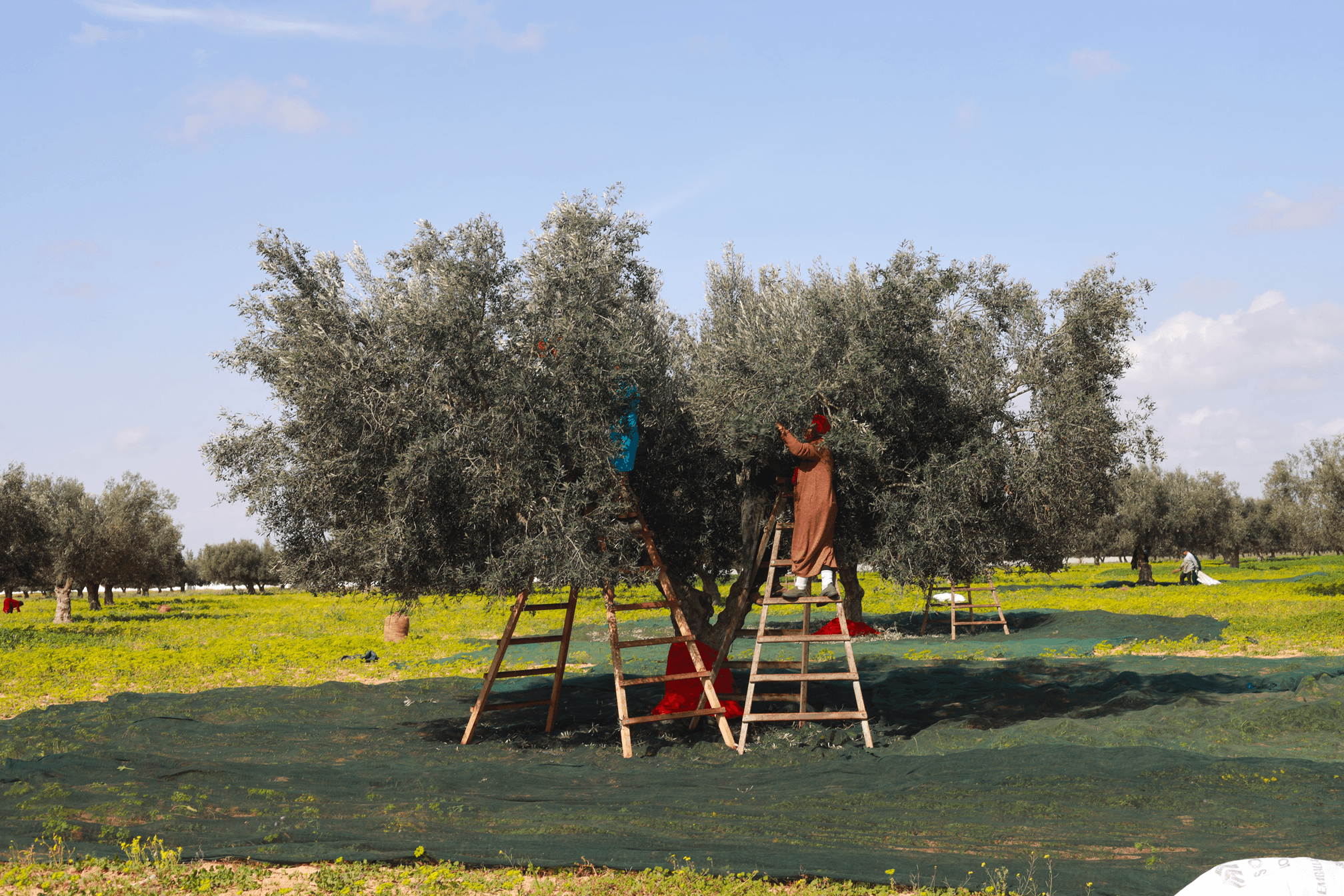 Oliviers de Zaramdine en Tunisie – Huile d’olive Fella premium