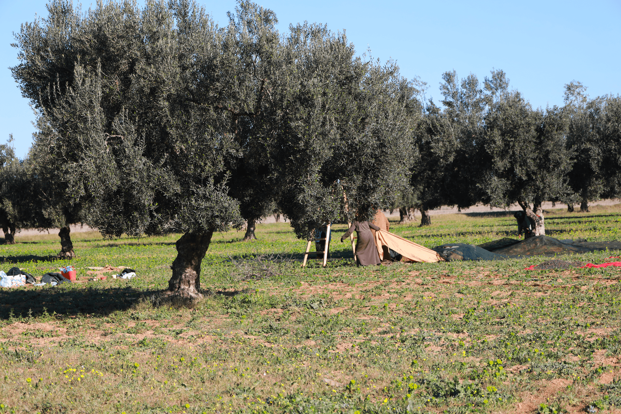 Oliviers de Zaramdine en Tunisie – Huile d’olive Fella premium
